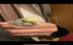 Budgerigars birds for sale: 2 Hand tamed budgies + cage  - Image 5