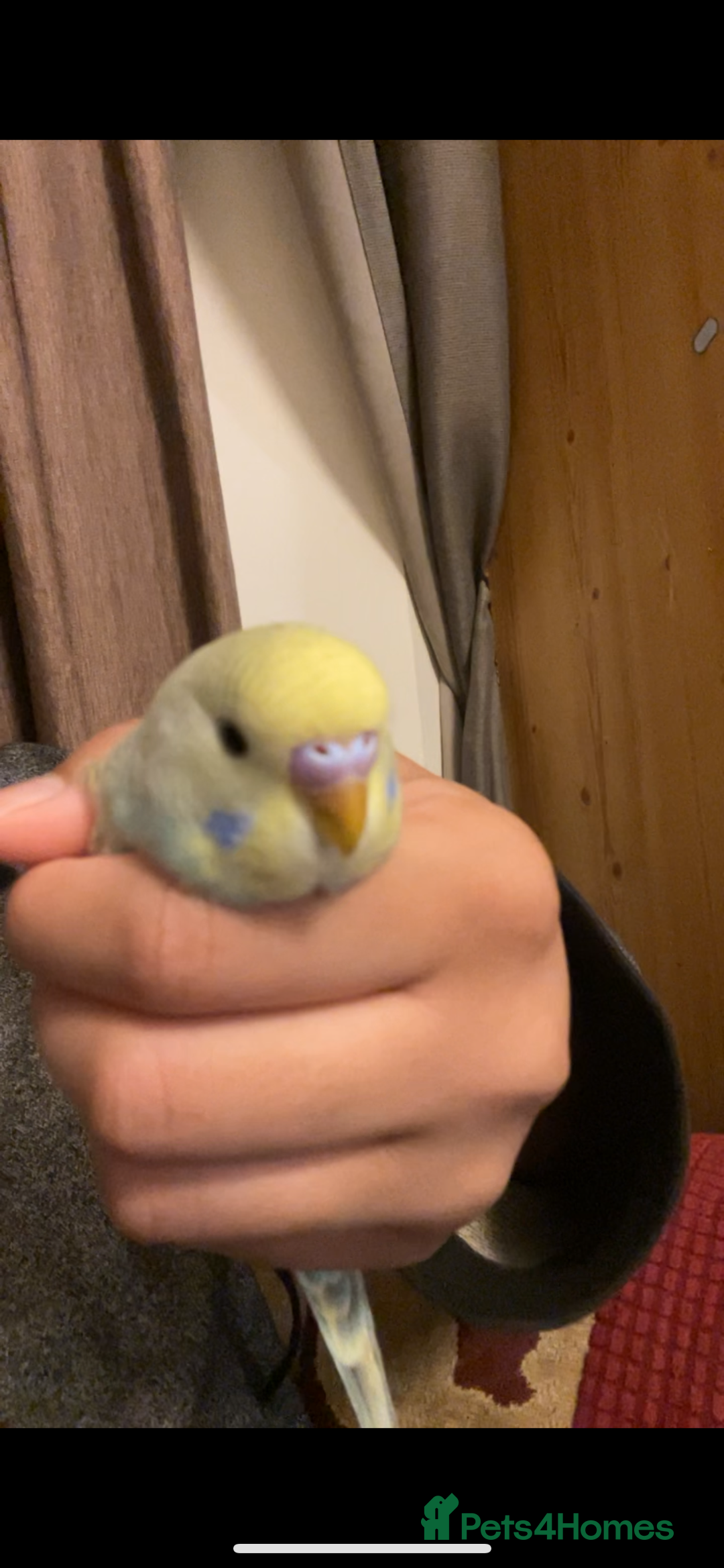 Budgerigars birds for sale: 2 Hand tamed budgies + cage  - Image 5