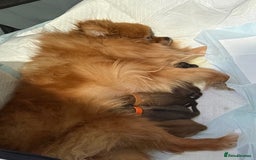 Pomeranian dogs for sale: 💕 Sweet & Playful Pomeranian Girl Puppy - Image 6