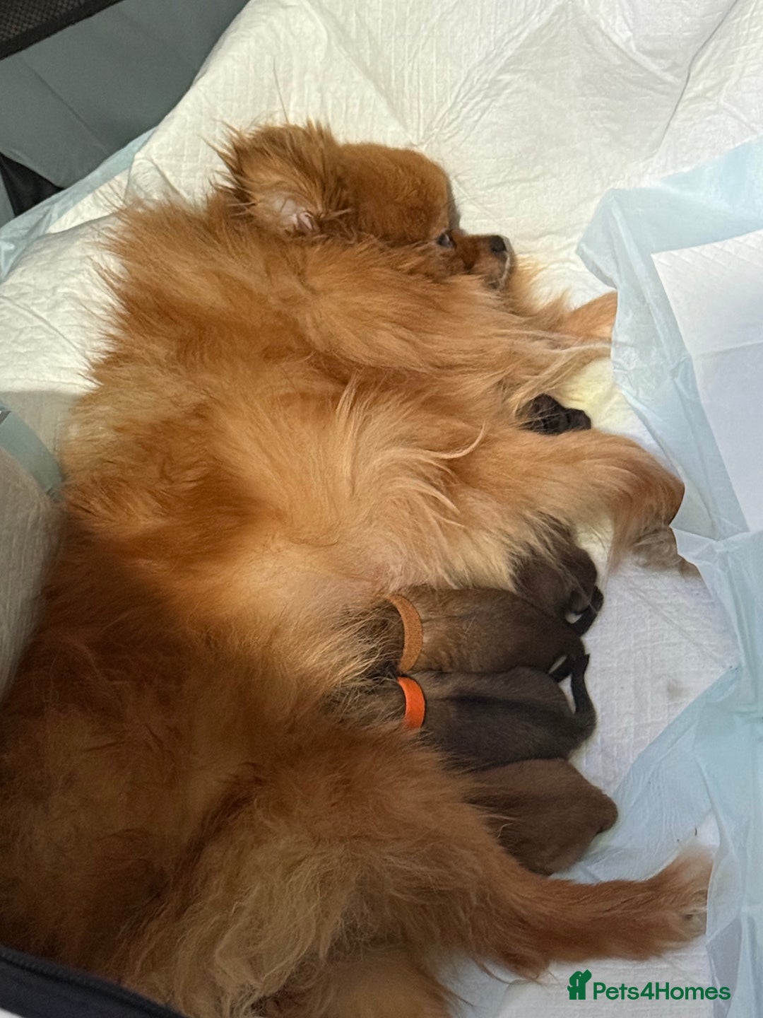 Pomeranian dogs for sale: 💕 Sweet & Playful Pomeranian Girl Puppy - Image 6