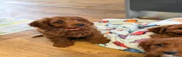 Cavapoo dogs for sale: Extensively health tested F1 Toy Cavapoo Puppies - Advert 18