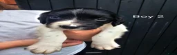 English Springer Spaniel dogs for sale: English Springer Spanel (KC Reg, Vet tail dock)  - Advert 19