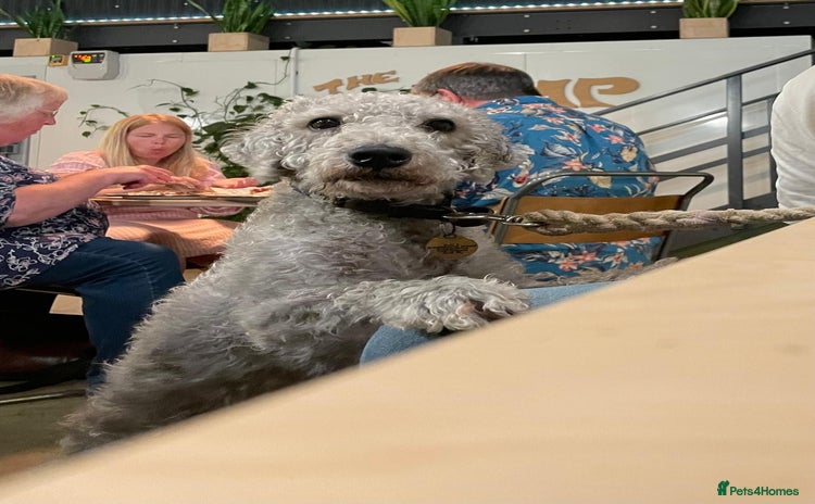 Bedlington Terrier dogs - Advert 1