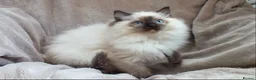 Ragdoll cats for sale: GCCF ACTIVE & PET KITTENS IMP CHAMPION BLOODLINES - Advert 26