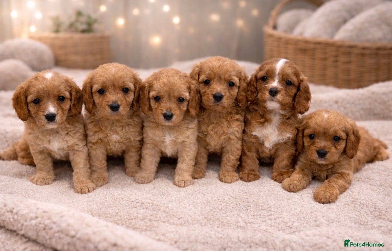 Cavapoo dogs F1 Cavapoo’s From Health Tested Parents 🧬 - Advert 1