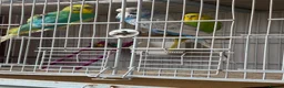 Budgerigars birds for sale: Budgies  - Advert 2