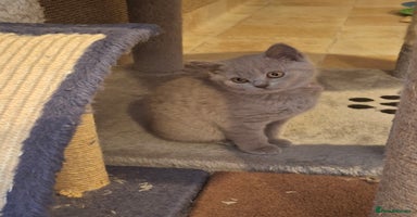 British Shorthair cats - Advert 3