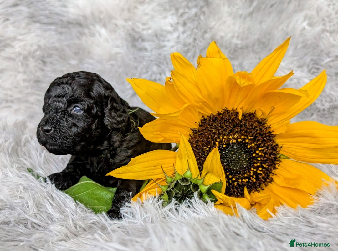Toy Poodle dogs for sale: 🖤Toy poodle boy🖤 HEALTH TESTED PARENTS! - Image 3