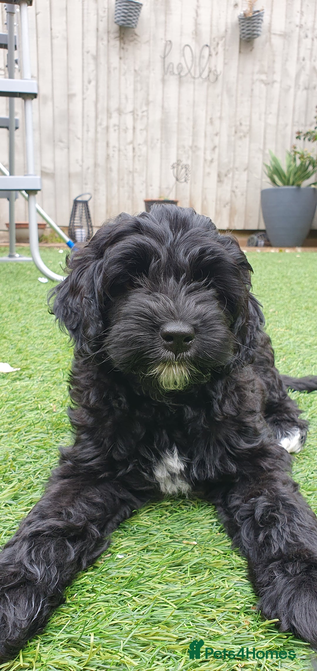 Australian Labradoodle dogs for sale: 2 GIRLS ONLY - Australian Labradoodle puppies - Image 34