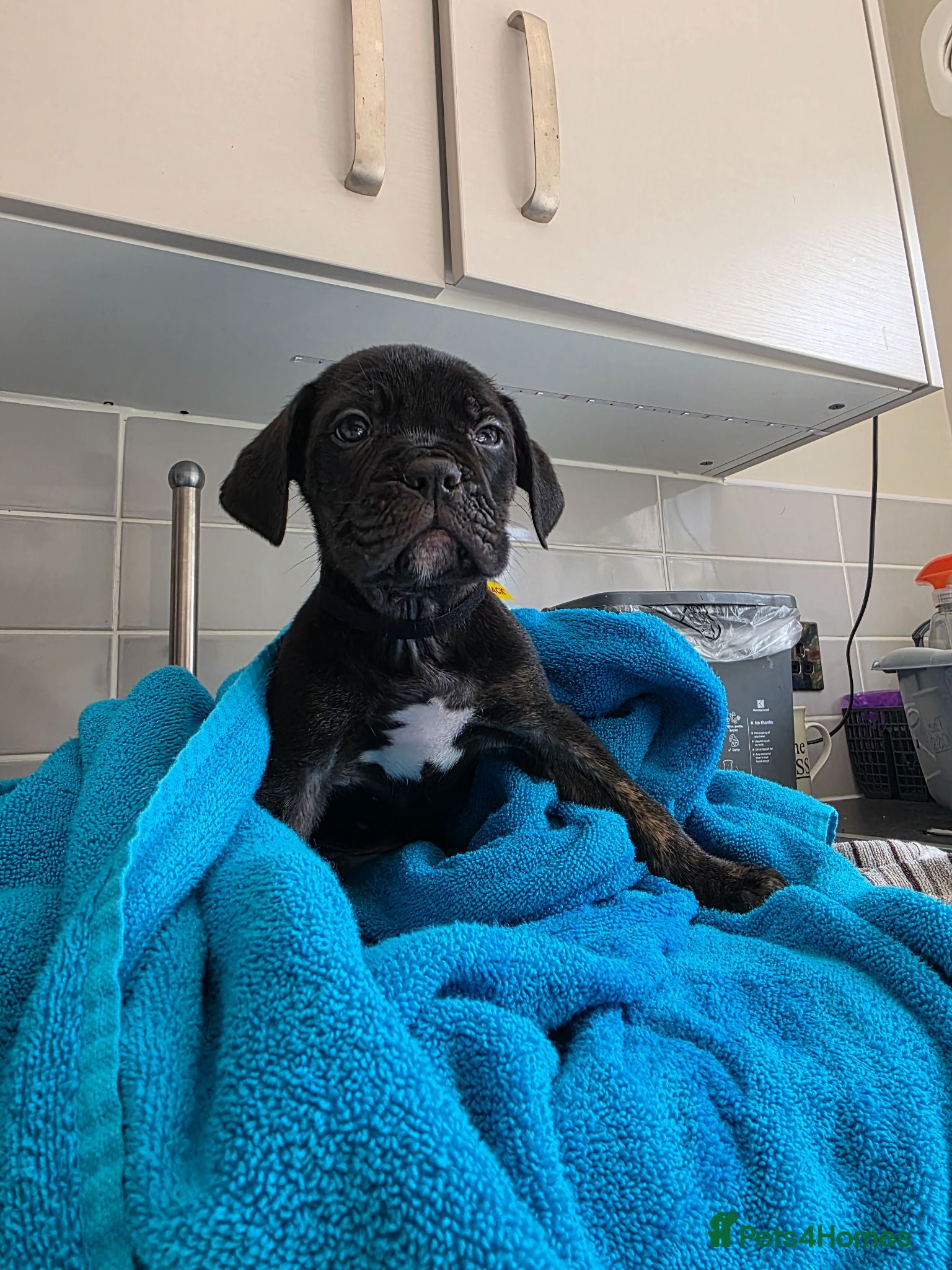 Mixed Breed dogs Cane corso cross American bulldog  - Advert 1
