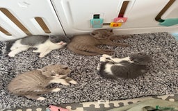 British Shorthair cats for sale: Beautiful health tested bsh kittens  - Image 4