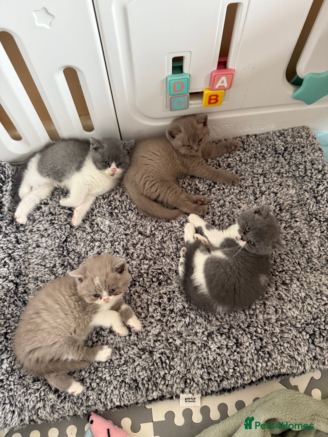 British Shorthair cats for sale: Beautiful health tested bsh kittens  - Image 4
