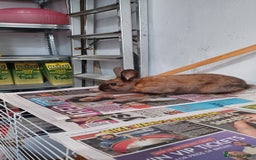 Lionhead rabbits for sale: 2 cute lionhead rabbits come with cage and food - Image 14