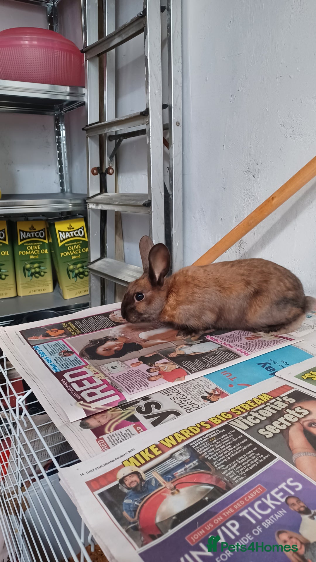 Lionhead rabbits for sale: 2 cute lionhead rabbits come with cage and food - Image 14