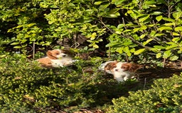 Cavalier King Charles Spaniel dogs for sale: Last 2 boy King Charles cavaliers  - Image 6