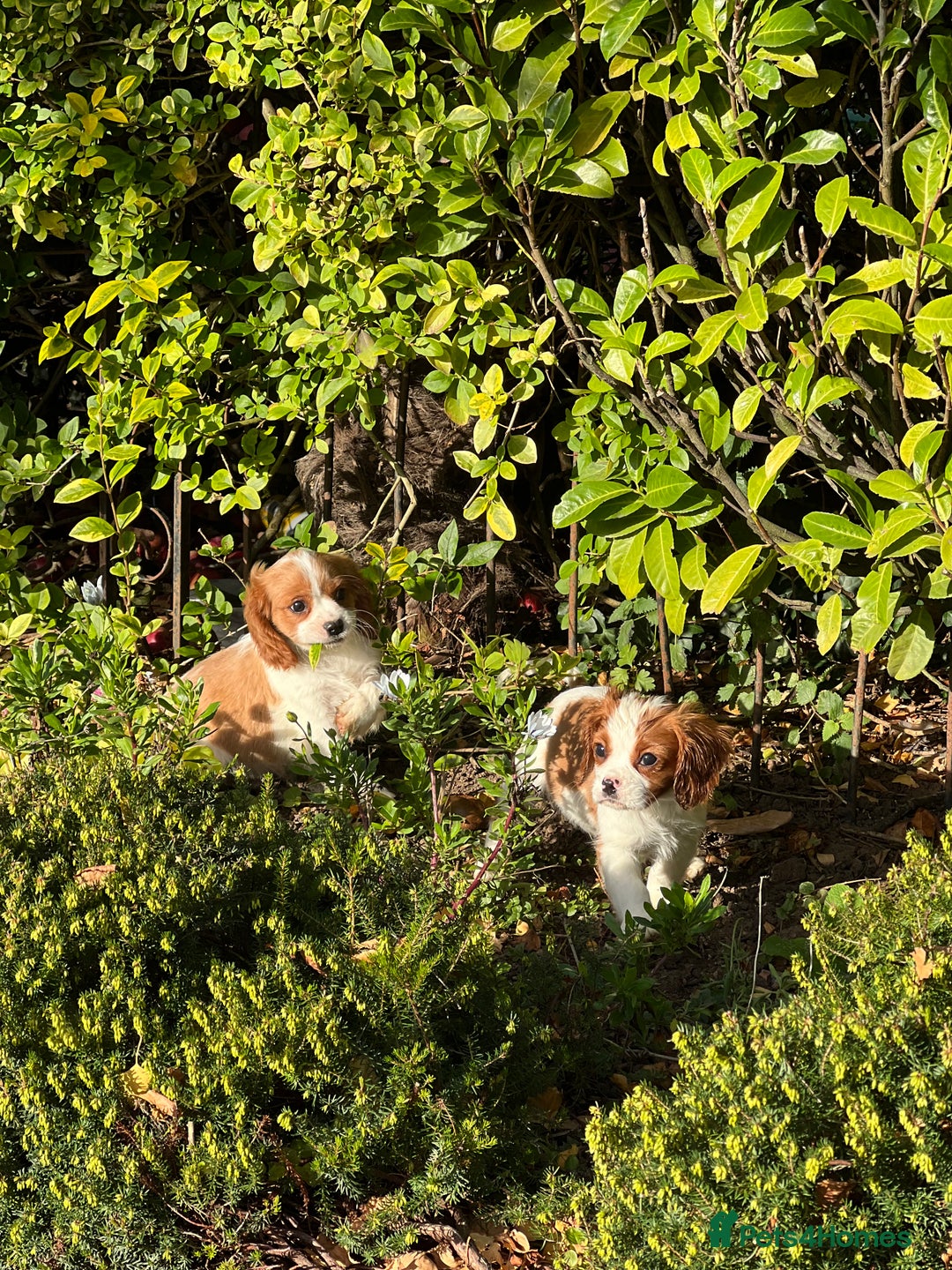 Cavalier King Charles Spaniel dogs for sale: Last 2 boy King Charles cavaliers  - Image 6