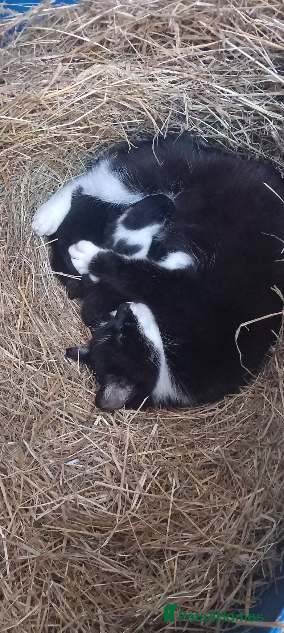 Mixed Breed cats Farm kittens black and white - Advert 12