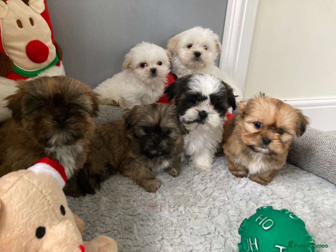 Shih Tzu dogs for sale: Beautiful Shiah tzu puppies  - Advert 10