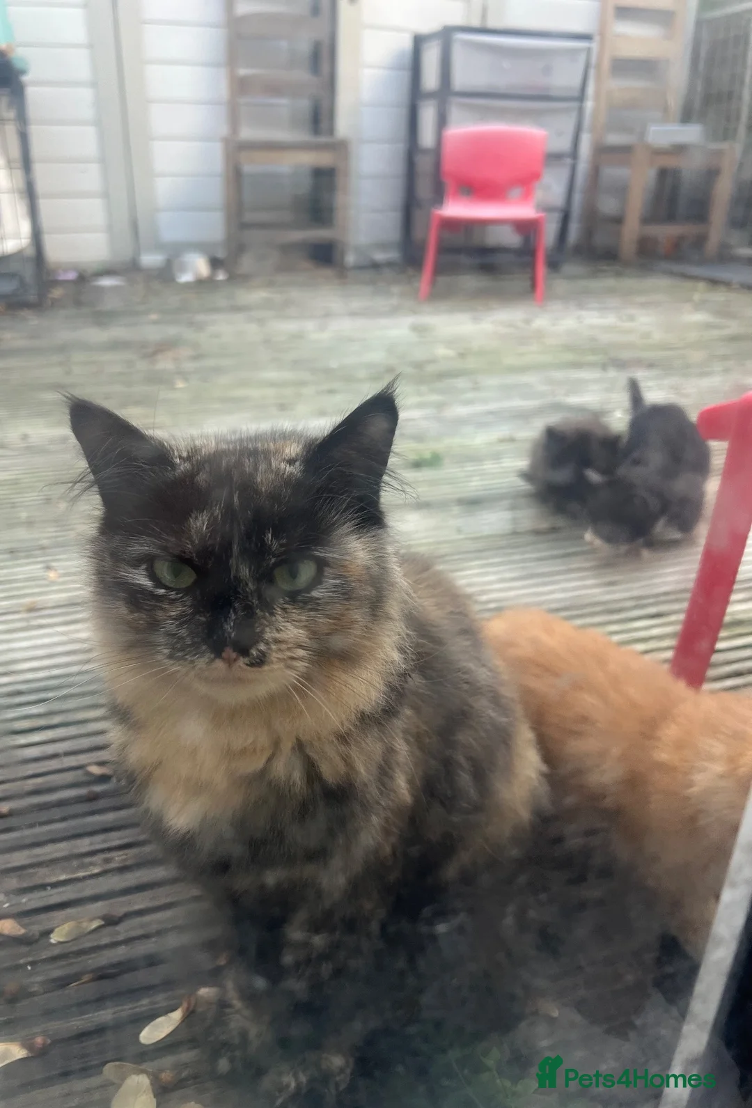 Mixed Breed cats for sale: Calico cat and two kittens for rehoming  - Advert 2