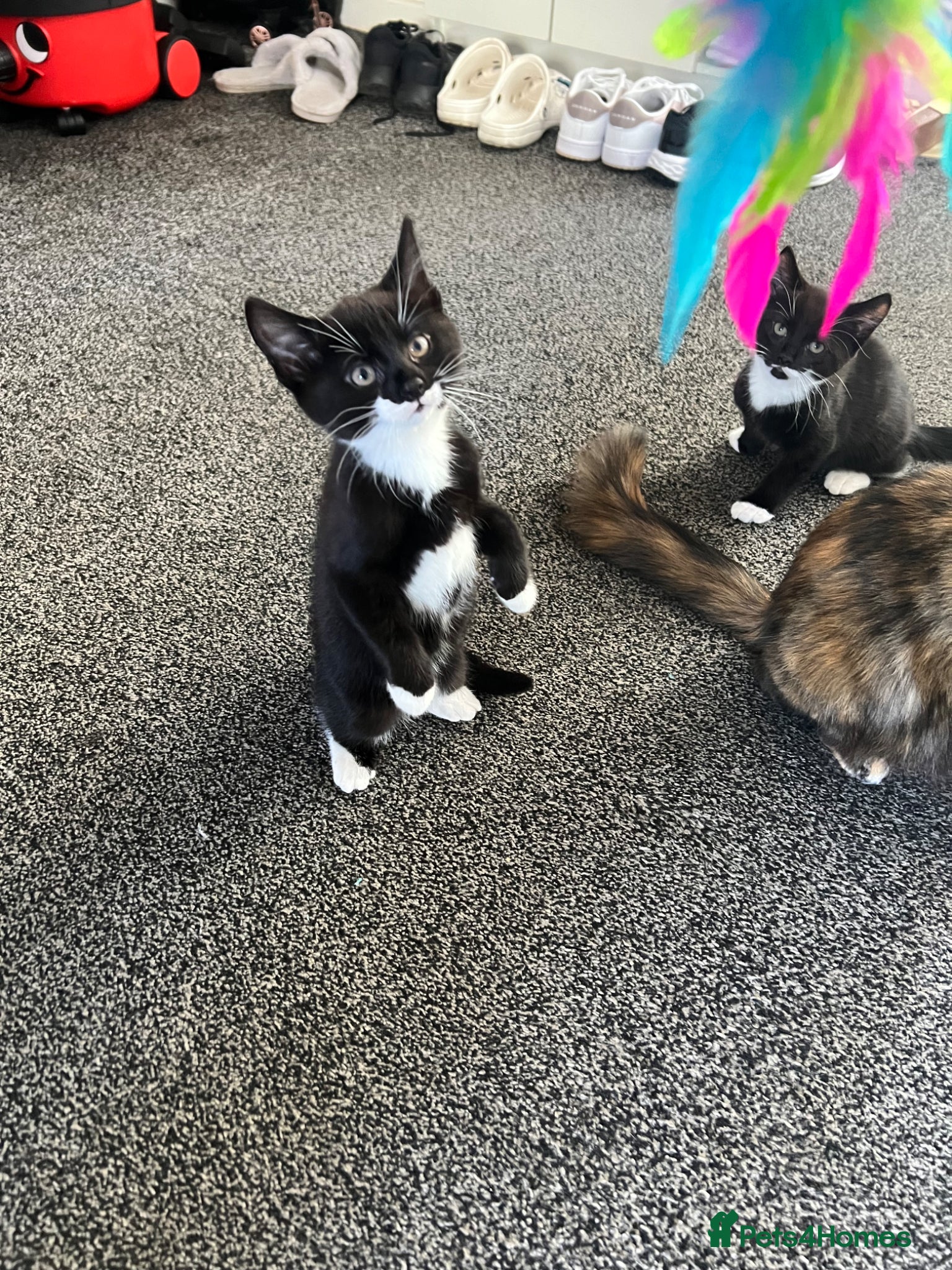Mixed Breed cats Adorable kittens for sale 🐾 - Advert 17