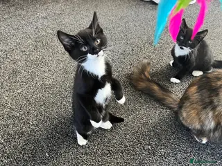 Mixed Breed cats Adorable kittens for sale 🐾 - Advert 8