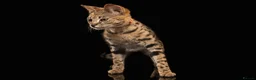 Savannah cats for sale: Stunning F1 Savannah Cat - Advert 4