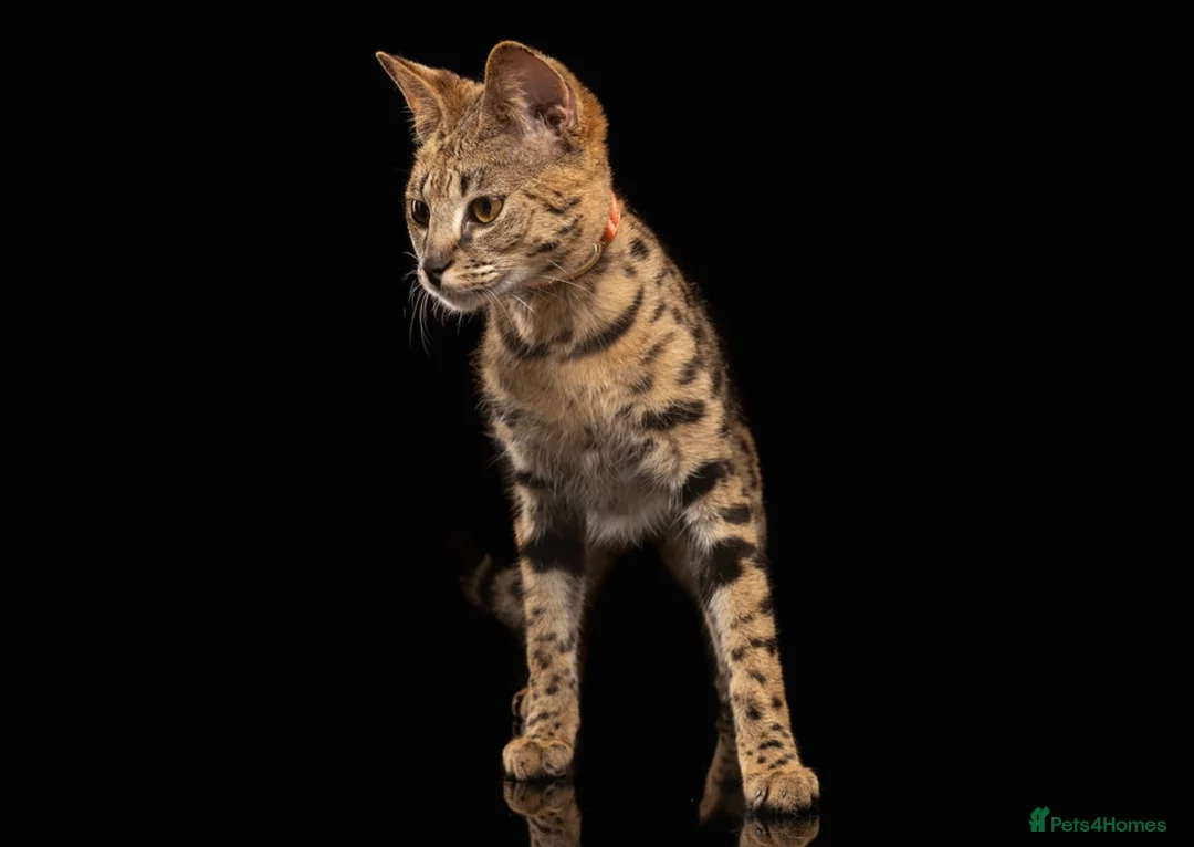 Savannah cats for sale: Stunning F1 Savannah Cat - Advert 4