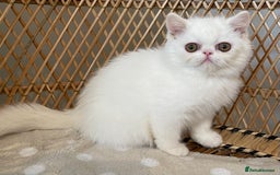 Exotic cats for sale: ❤️Stunning Exotic Shorthair & Longhair Kittens❤️  - Image 27