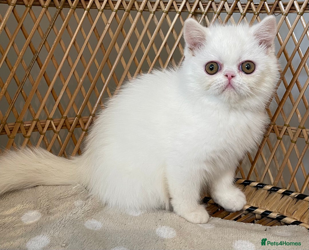 Exotic cats for sale: ❤️Stunning Exotic Shorthair & Longhair Kittens❤️  - Image 27