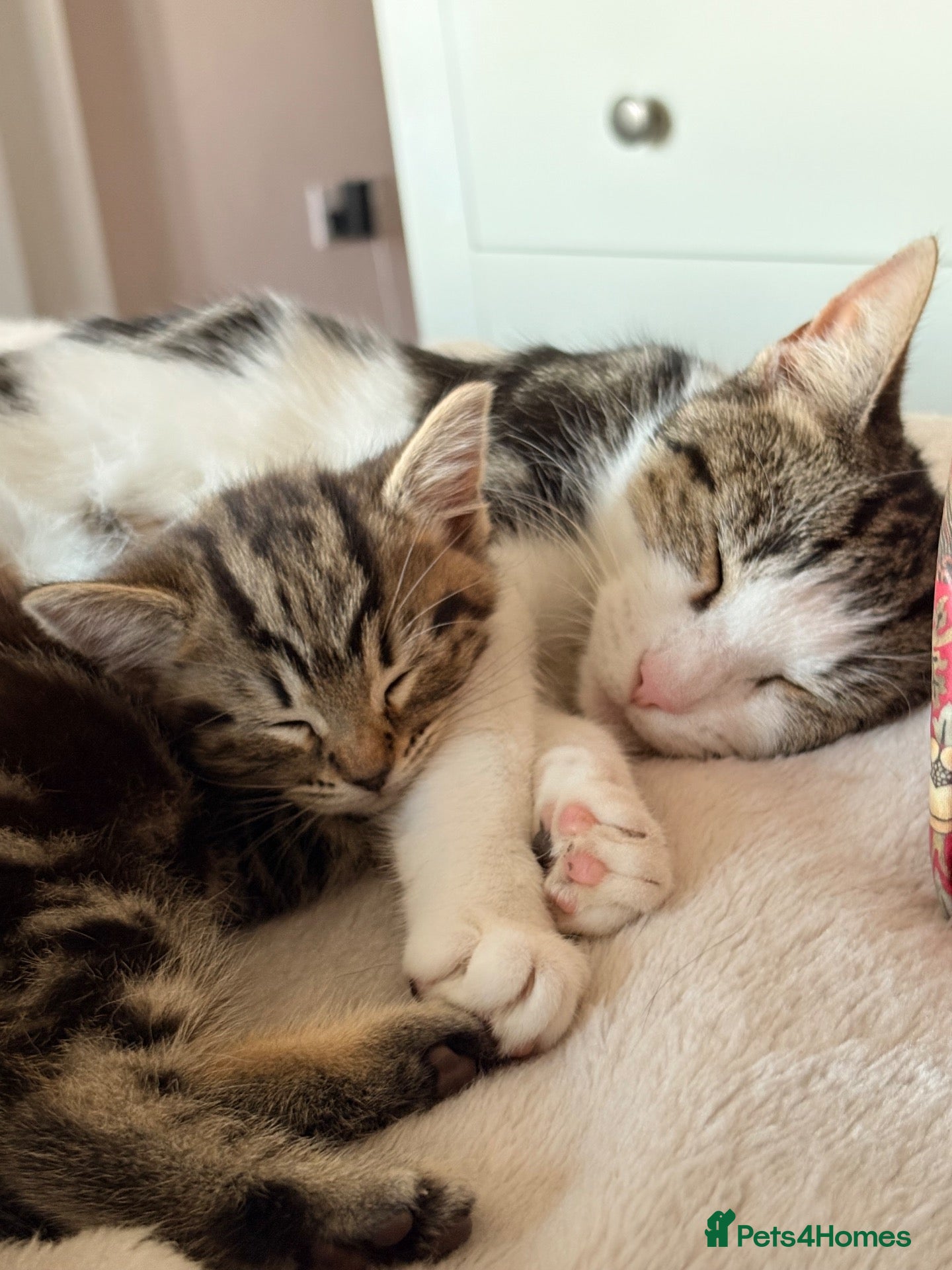 Mixed Breed cats One beautiful kitten male ready soon - Advert 3