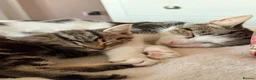 Mixed Breed cats for sale: One beautiful kitten male ready soon - Advert 1