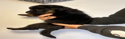 German Shepherd dogs for sale: 🐾 Beautiful German Shepherd Puppies 🐾 - Advert 13