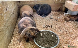 Mini Lop rabbits for sale: Mini lop babies - Image 1