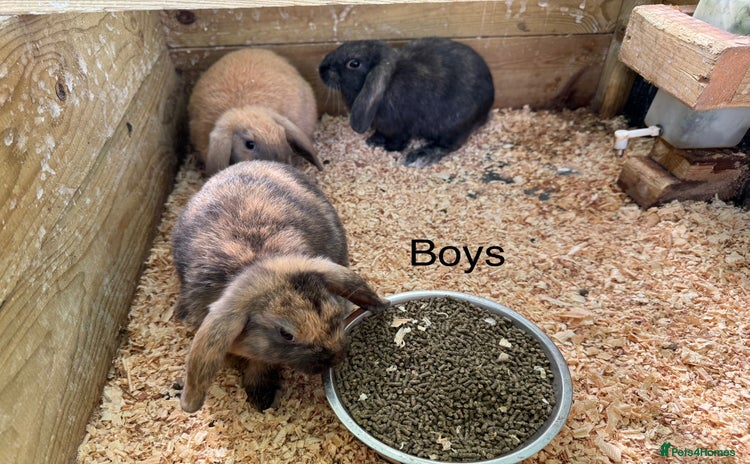 Mini Lop rabbits - Advert 17