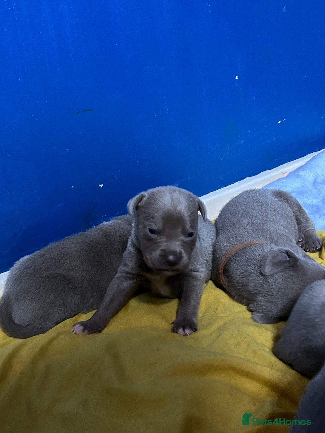 Mixed Breed dogs for sale: Staffadors staffy x labs  - Advert 3