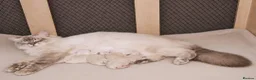 Ragdoll cats for sale: Tica registered ragdoll stud for sale - Advert 15