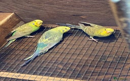 Budgerigars birds for sale: Baby budgies - Image 8