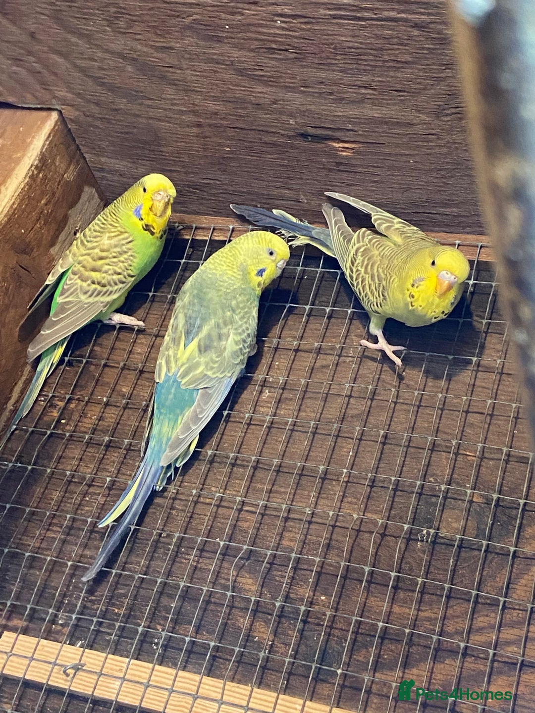 Budgerigars birds for sale: Baby budgies - Image 8