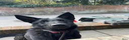 German Shepherd dogs for sale: Exceptional GSD Kc Czech working line  - Advert 3