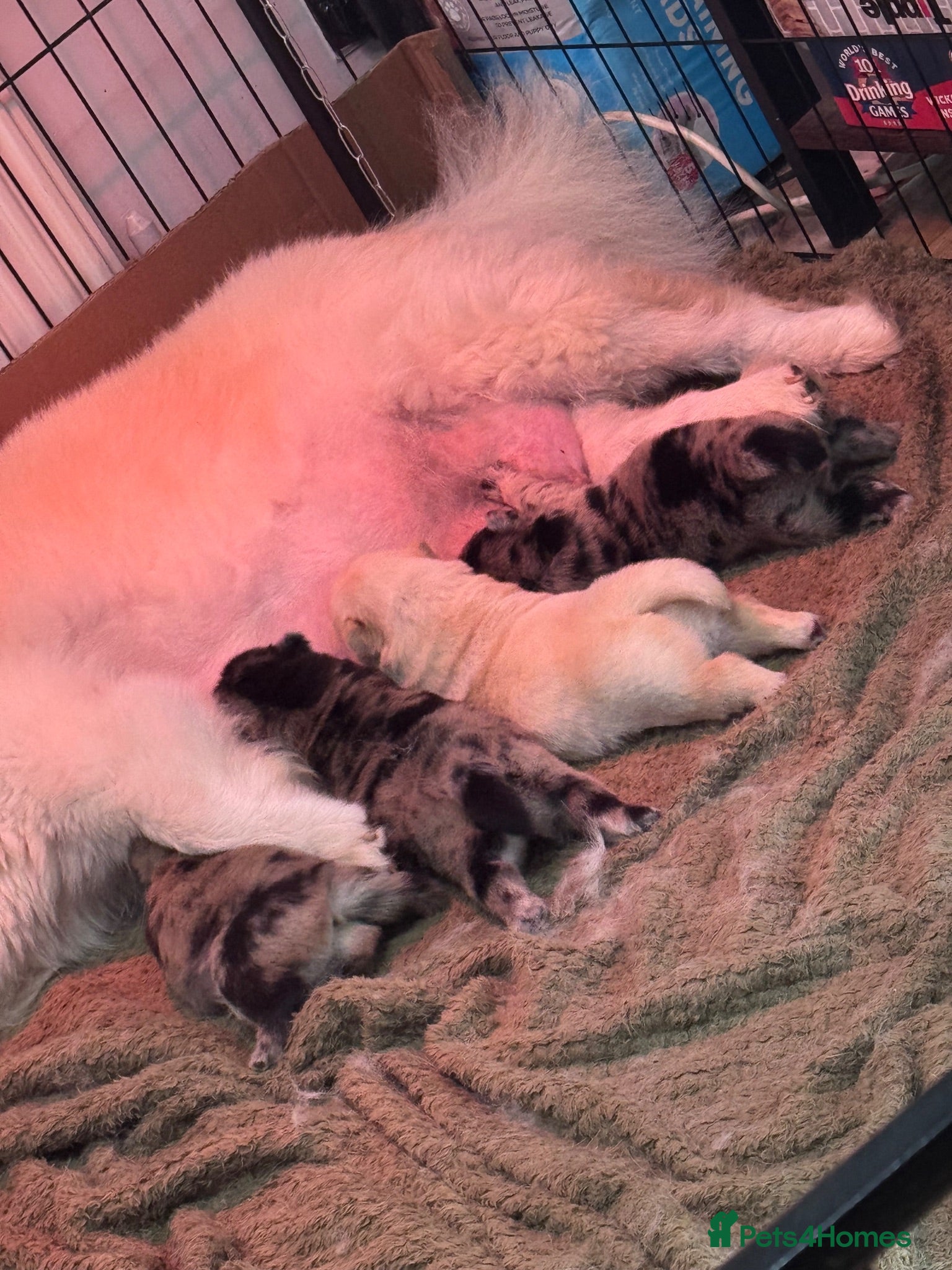Chow Chow dogs Beautiful litter of 4 chow chow puppies  - Advert 9