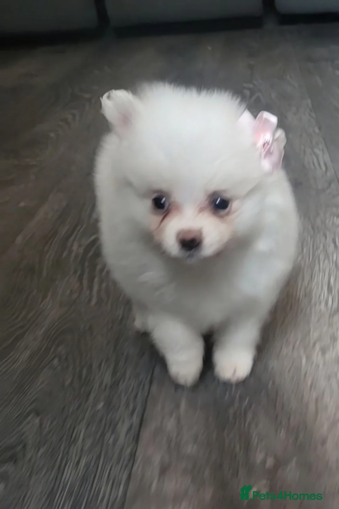 Pomeranian dogs for sale: Pomeranian mixed litter  in Wigan - Advert 21