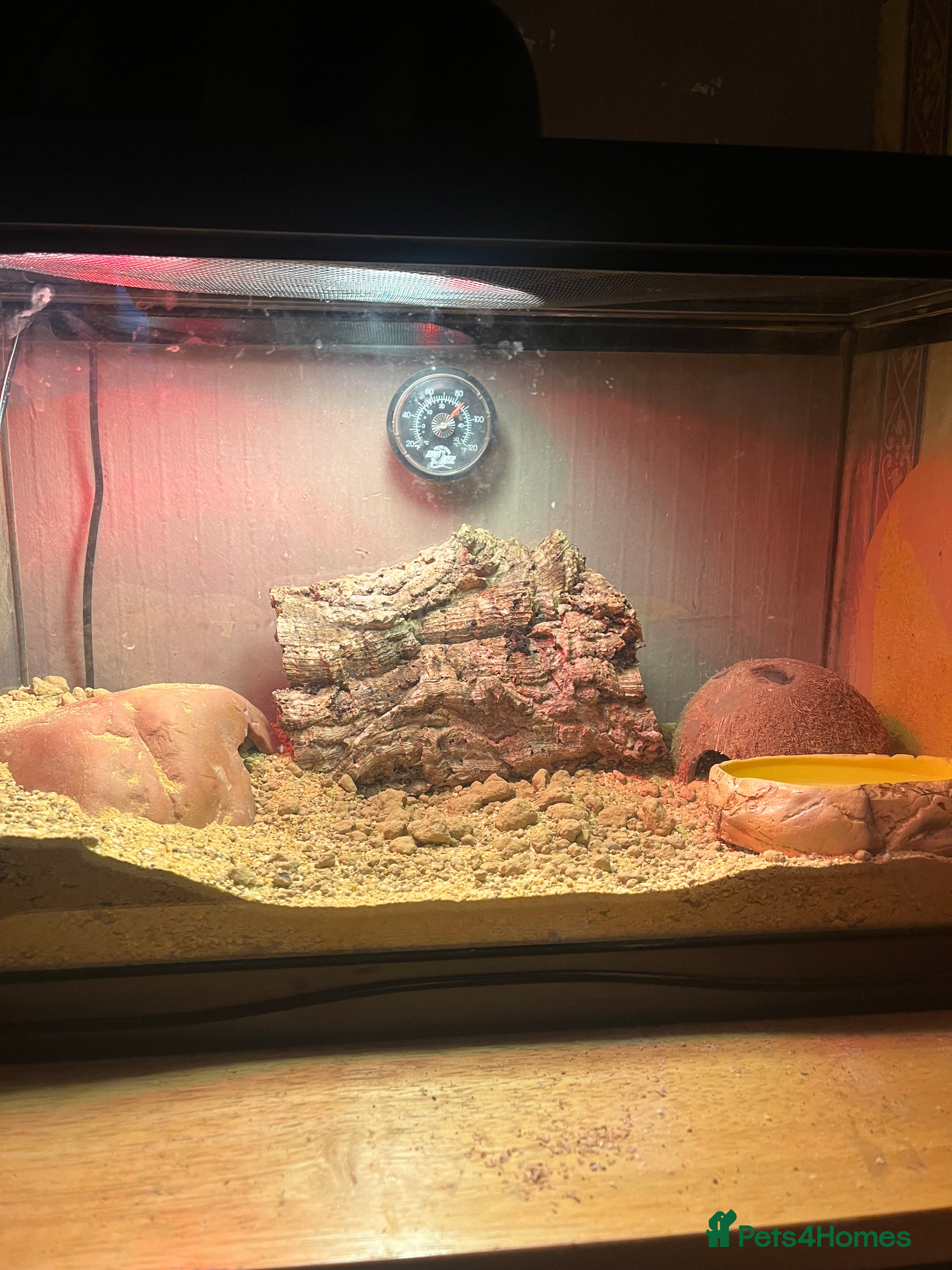 Gecko reptiles Leopard gecko - Advert 1