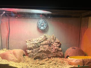 Gecko reptiles Leopard gecko - Advert 2