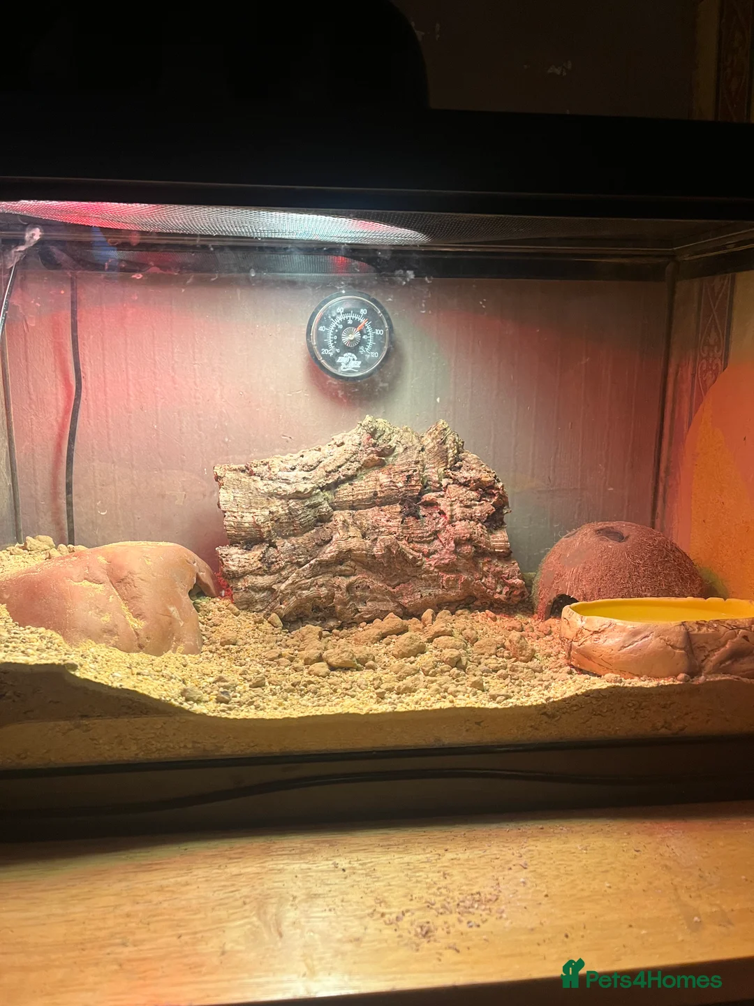 Gecko reptiles for sale: Leopard gecko - Advert 1