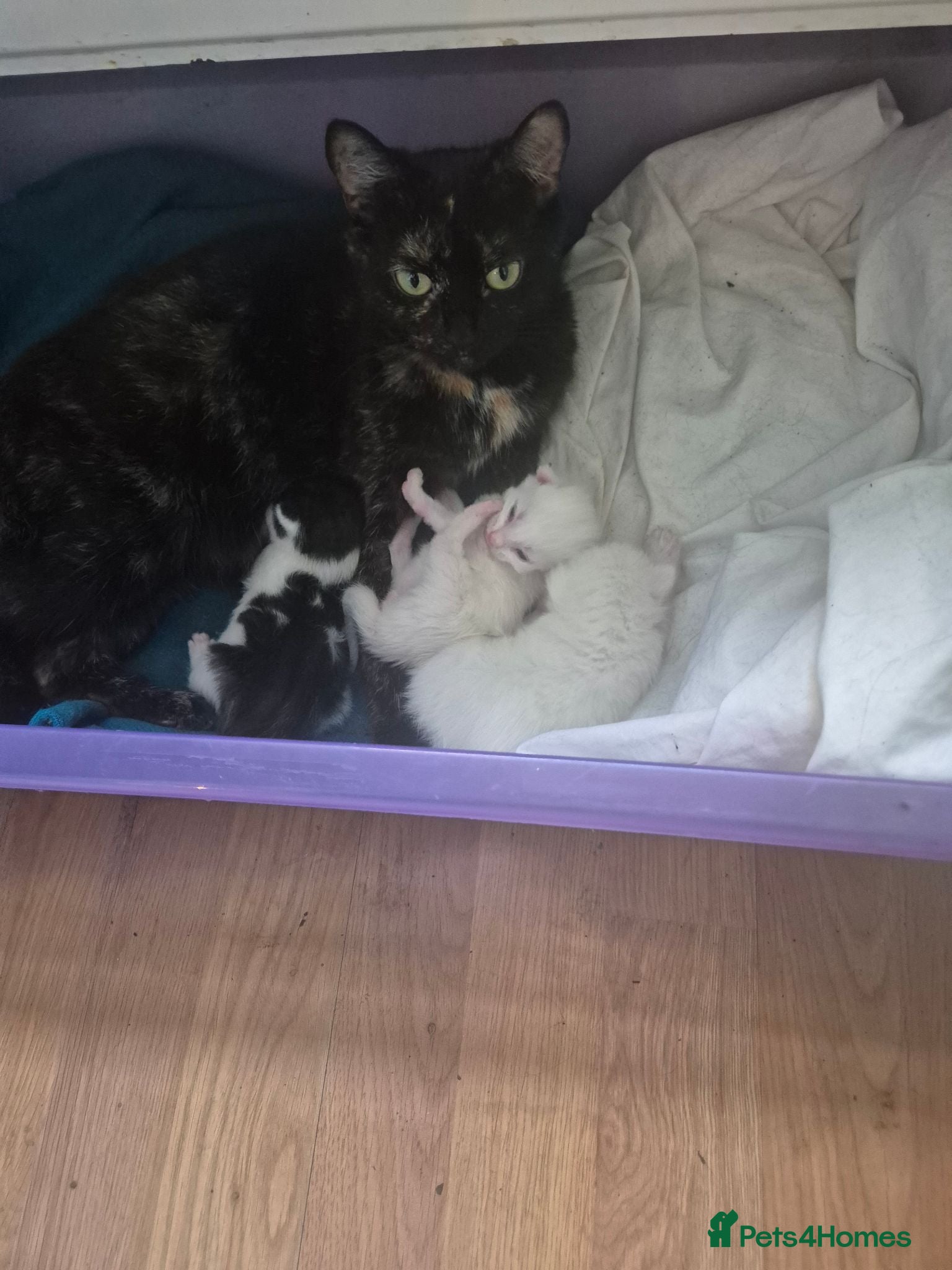 Domestic Shorthair cats Three young boys ready for new homes  - Advert 1