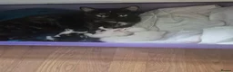 Domestic Shorthair cats for sale: Three young boys ready for new homes  - Advert 1