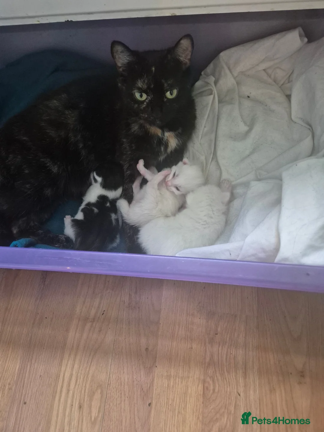 Domestic Shorthair cats for sale: Three young boys ready for new homes  - Advert 1