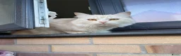 Mixed Breed cats for sale: Female cat in Bristol - Advert 3