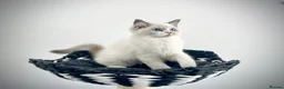 Ragdoll cats for sale: Only one kitten left! Don’t miss out! - Advert 26