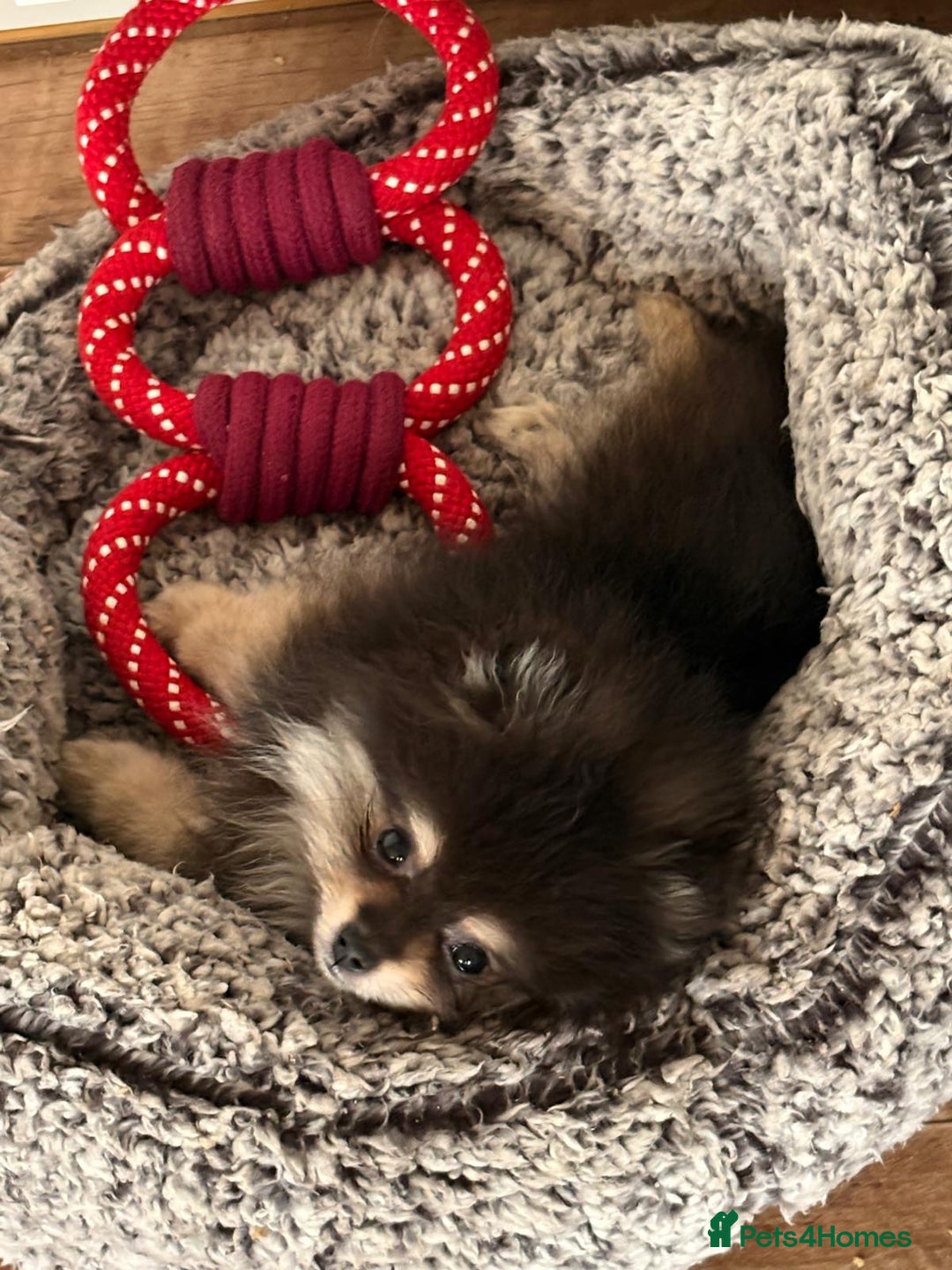 Pomeranian dogs for sale: Teacup promerian  - Advert 2